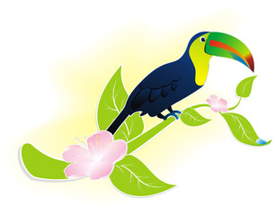 toucan bird