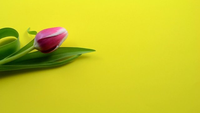 Tulpen auf gelb