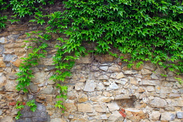 A green ivy on a stone wall, a beautiful background