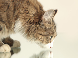 cat on mirror 2