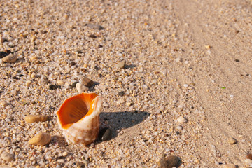 Fototapeta na wymiar Seashell in the sand