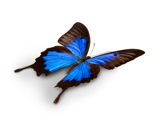 Fototapeta premium Papilio Ulisses motyl, na białym tle