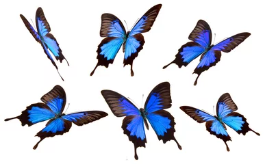 Muurstickers Vlinders Papilio Ulisses vlinders op witte achtergrond