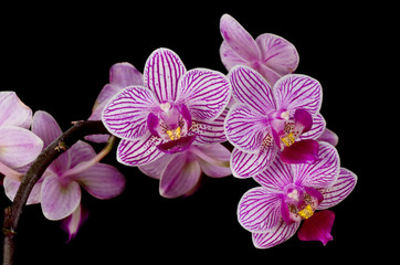 Fototapeta na wymiar Pink Doritaenopsis Little Carolyn Orchid
