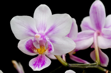 Pink and White Phalaenopsis Orchid