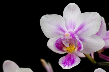 Pink and White Phalaenopsis Orchid