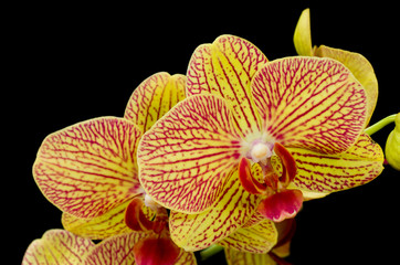 Orange and Red Phalaenopsis Orchid