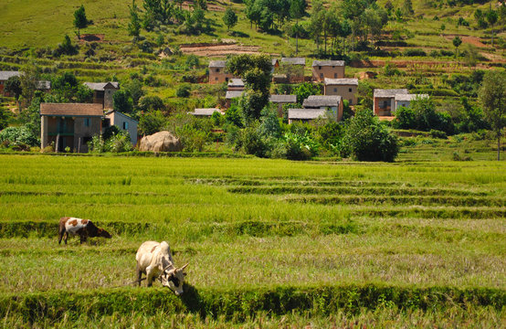 Rizi&egrave;re Malgache