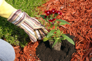 Planting Flowers
