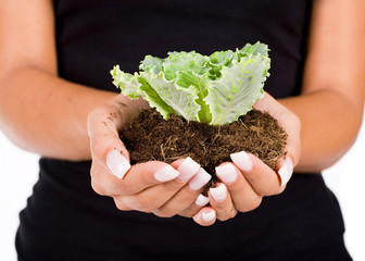 Young woman holding young plant in her hands