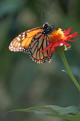 Monarch Butterfly Sitting on a Red Flower