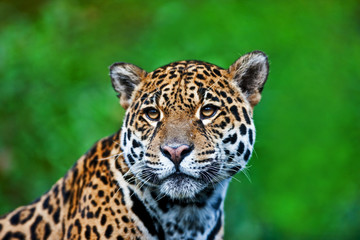 Jaguar - Panthera onca - obrazy, fototapety, plakaty