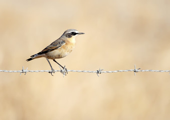 Fototapeta premium gray wheatear