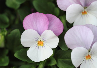 Obraz premium 淡いピンクの三色菫