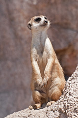 Meerkat.