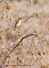 Cedar Waxwing (Bombycilla cedrorum) Bird in Golden Trees
