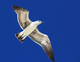Obraz premium Great Black-backed Gull (Larus marinus)