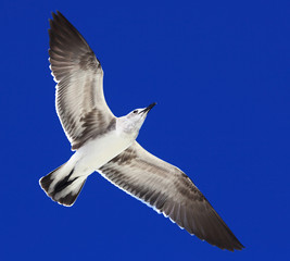 Great Black-backed Gull (Larus marinus)