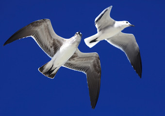 Great Black-backed Gull (Larus marinus)