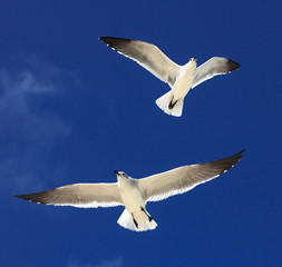 Great Black-backed Gull (Larus marinus)