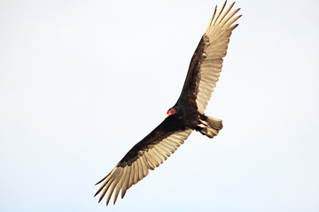 Turkey Vulture (Cathartes aura)