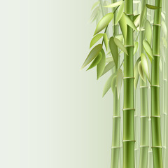 Fototapeta premium Bamboo background