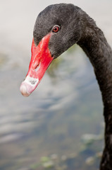 Obraz premium Black Swan