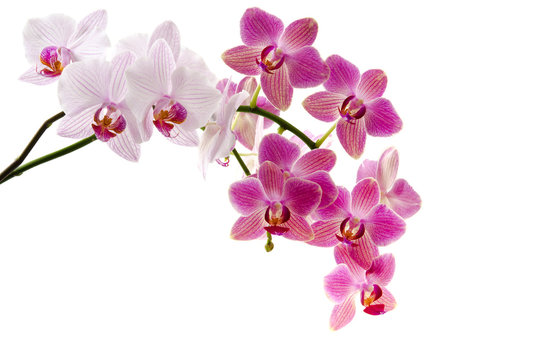 Orchideenrispen