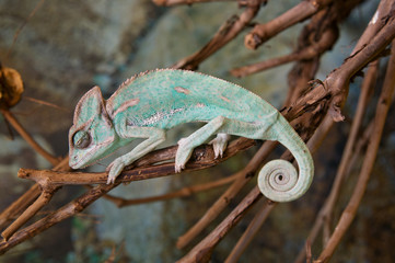 Green sleeping chameleon with twisted tail © SV Art