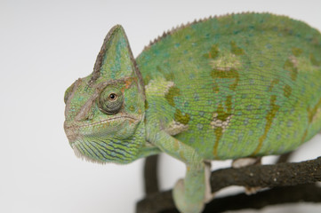 Chameleon face extreme closeup