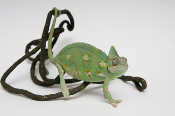Chameleon on white background closeup