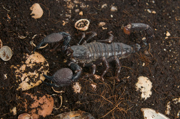Black scorpion