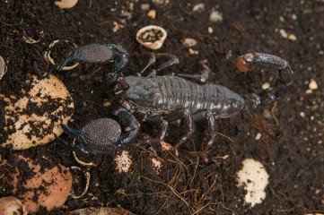 Black scorpion