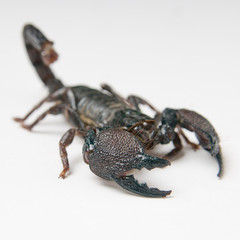 Black scorpion