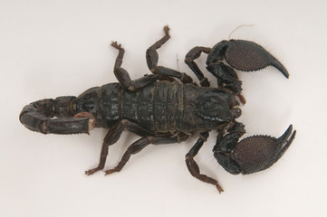 Black scorpion