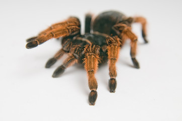 Mexican Red-kneed Tarantula