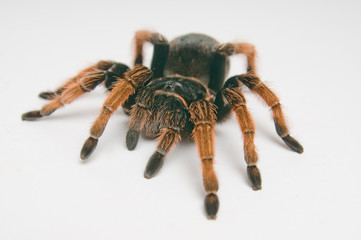 Mexican Red-kneed Tarantula