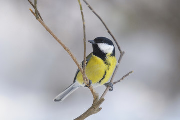 Fototapeta premium Great Tit , Parus major