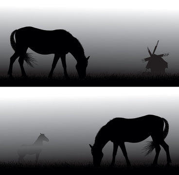 Feeding horse silhouettes  in  fog . Old windmill in background
