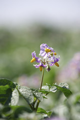 Fleur de pomme de terre