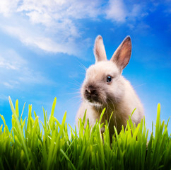 Little Easter bunny on green grass