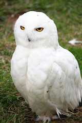Bubo scandiacus