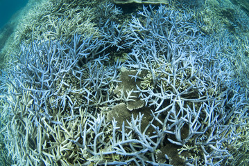 サンゴの群生