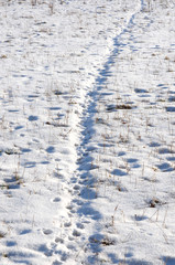 Animal tracks in snow covered fields