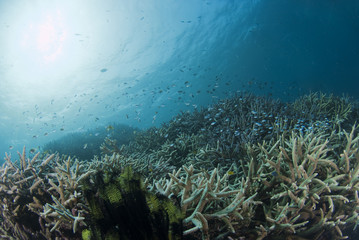 Fototapeta na wymiar サンゴの群生と太陽
