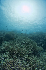 海底のサンゴの群生