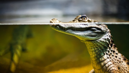 Close up of spectacled caiman in water - obrazy, fototapety, plakaty