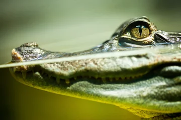 Photo sur Aluminium Crocodile Crocodile caïman