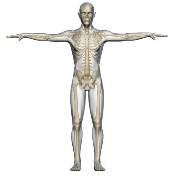 Scheletro e corpo umano