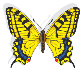 Painted Swallowtail butterfly